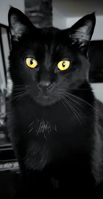 chat lost   59450 Sin-le-Noble Unico
