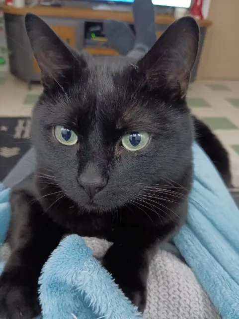 chat lost   59310 Orchies Upss