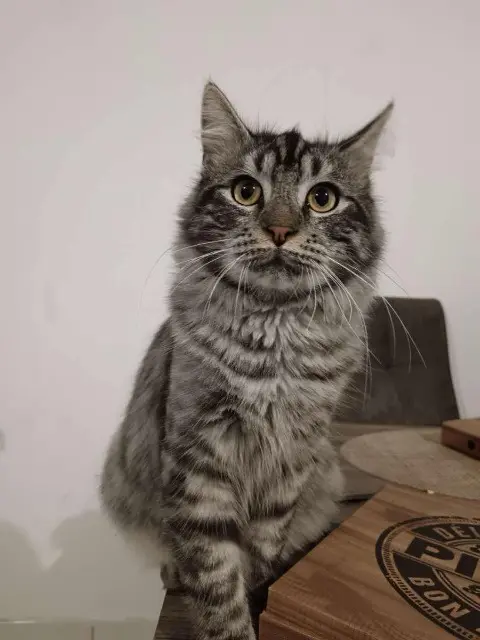 chat lost   59111 Bouchain Utchi