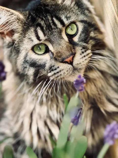 chat lost   59290 Wasquehal Valco