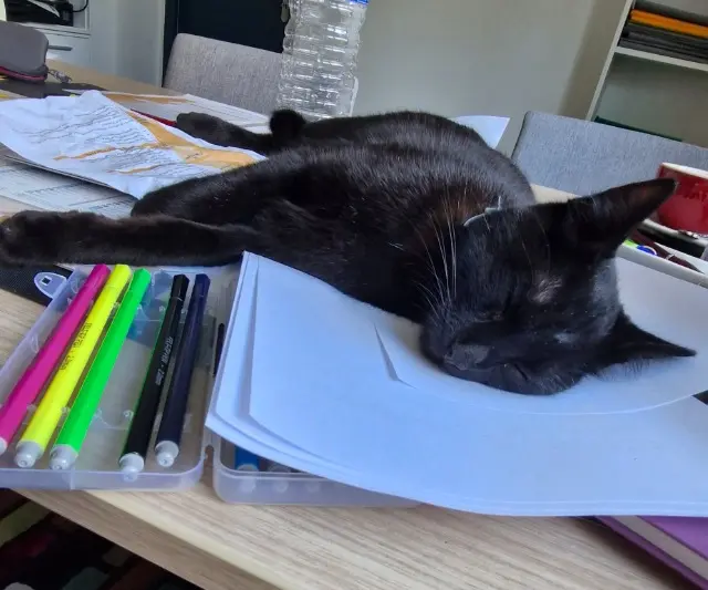 chat lost   59300 Valenciennes Calcifer