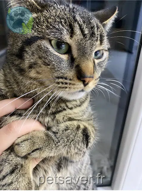 cat lost   59300 Valenciennes Chatouille