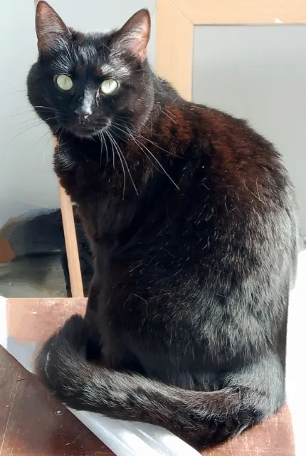 chat lost   59300 Valenciennes Ninja