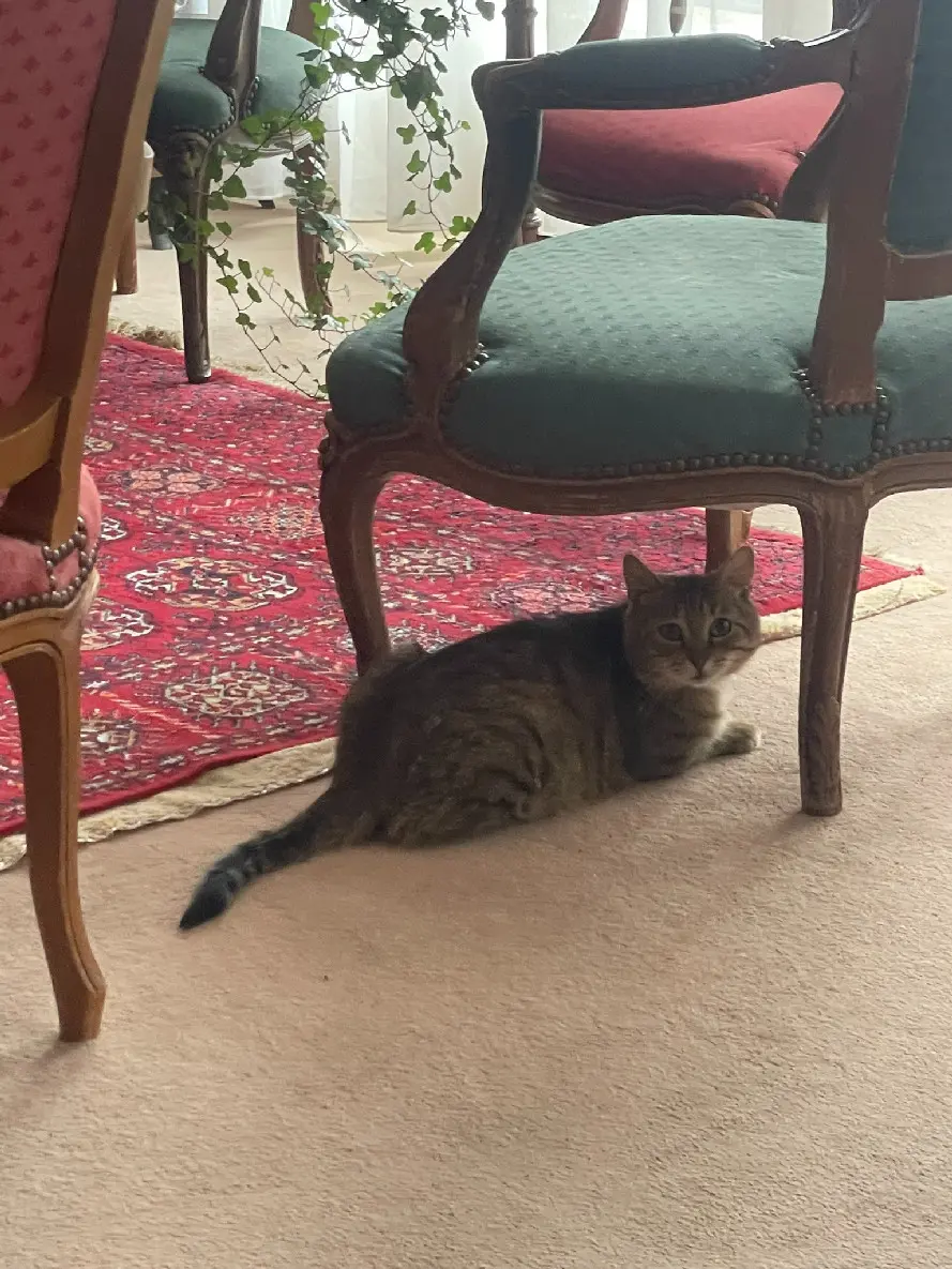 Chat Perdu 59 Nord Valenciennes Chat Perdu 59 Nord Valenciennes
