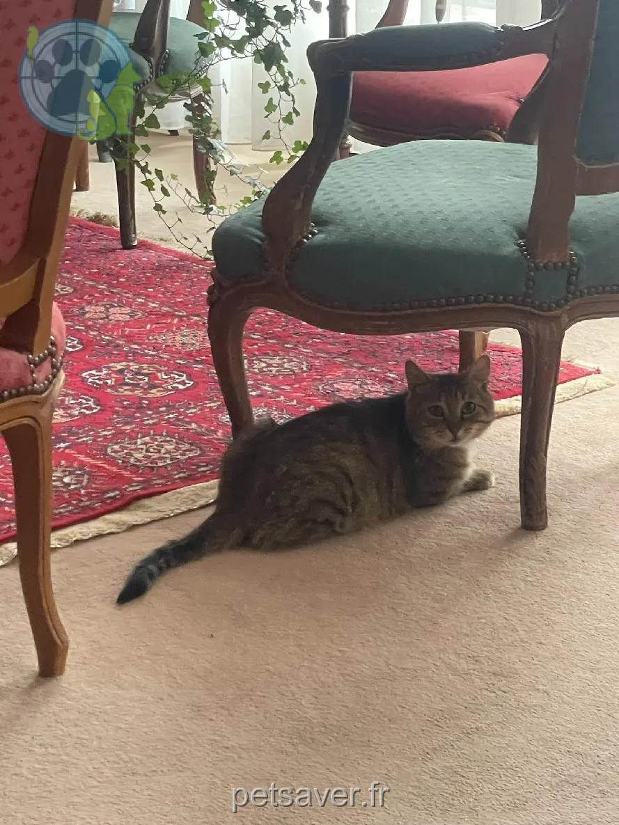 Chat Perdu 59 Nord Valenciennes Chat Perdu 59 Nord Valenciennes