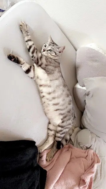 chat lost   59700 Marcq-en-Barœul Vroum