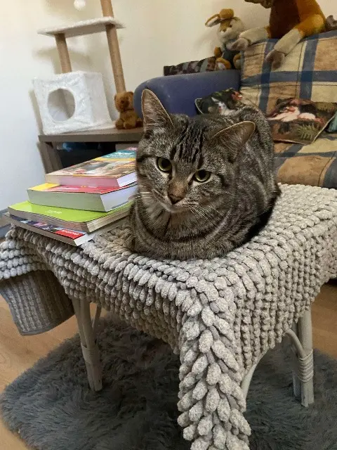 chat lost   59610 Fourmies Vroum