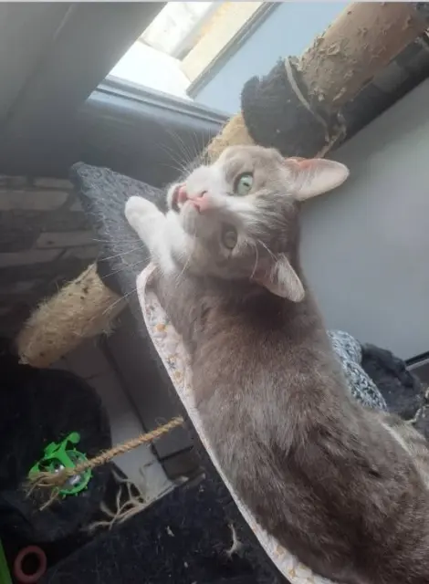 chat lost   59221 Bauvin Wasabi