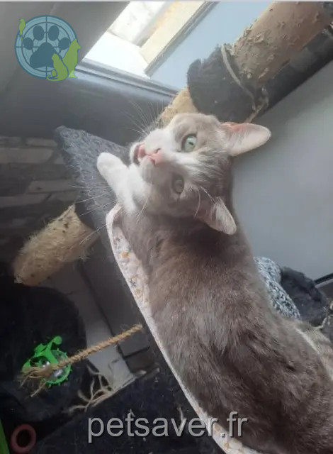 gato perdido 59221 Bauvin Wasabi gato lost 59221 Bauvin Wasabi