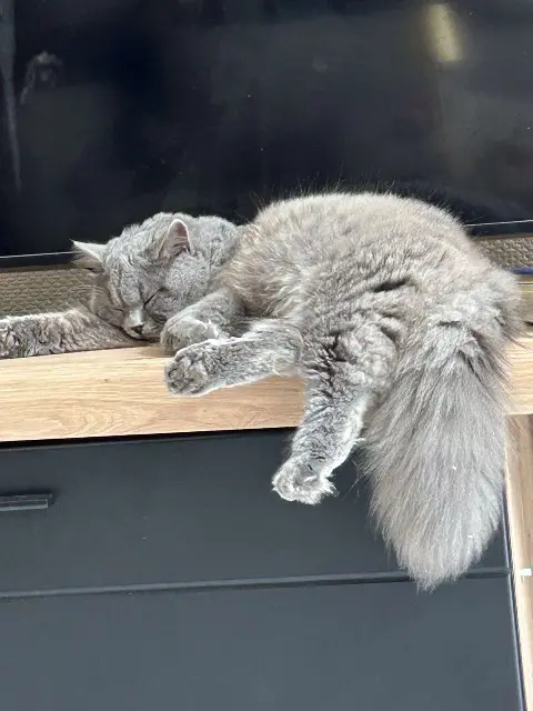 chat lost   59100 Roubaix Willow