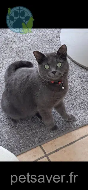 gato lost 59820 Gravelines Woody