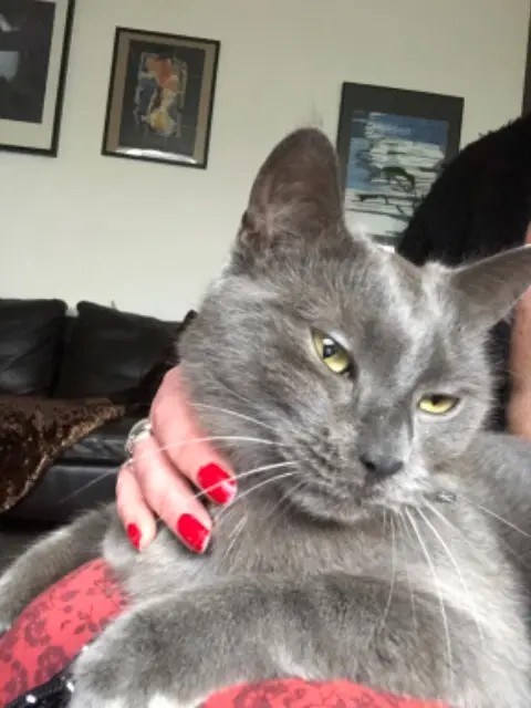 chat lost   59200 Tourcoing Yoko