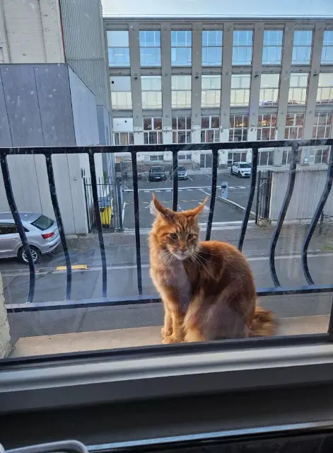chat lost   59100 Roubaix Zak