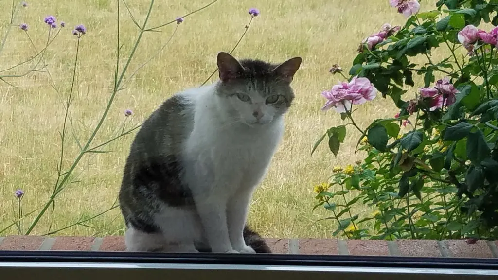 Chat Perdu 59 Nord - Zayn Chat Perdu 59 Nord - Zayn