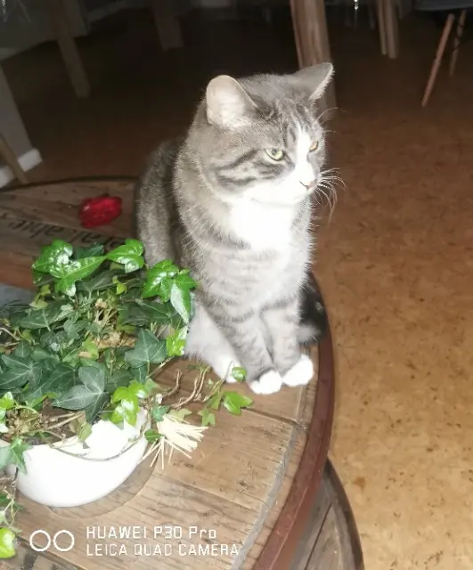 chat lost   59480 La Bassée Zayo
