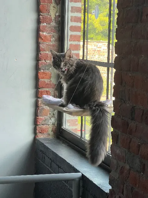 gato perdido 64 Avenue d'Alsace 59100 Roubaix Zeo gato lost 64 Avenue d'Alsace 59100 Roubaix Zeo