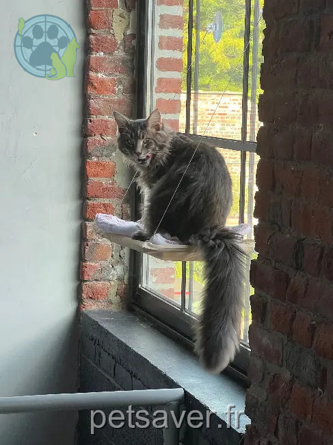 gato perdido 64 Avenue d'Alsace 59100 Roubaix Zeo gato lost 64 Avenue d'Alsace 59100 Roubaix Zeo