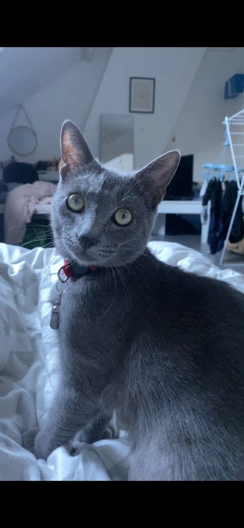 Chat Perdu 59 Nord Chat Perdu 59 Nord
