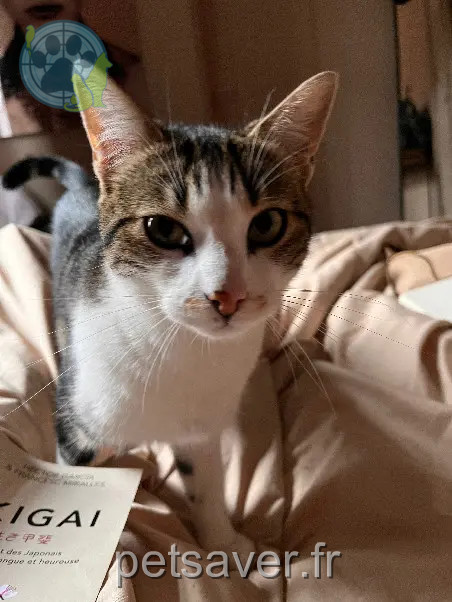 Chat Perdu 59 Nord Chat Perdu 59 Nord