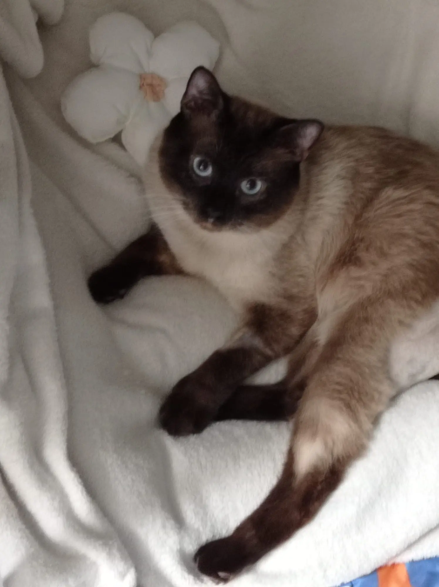 Chat Perdu 59 Nord Chat Perdu 59 Nord