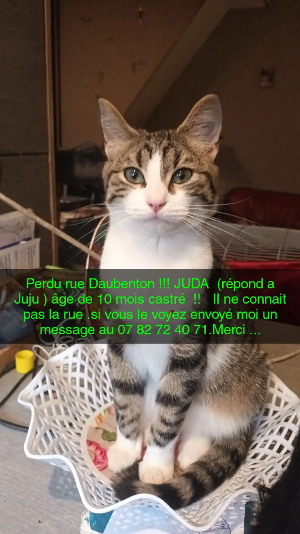 Chat Perdu 59 Nord Chat Perdu 59 Nord
