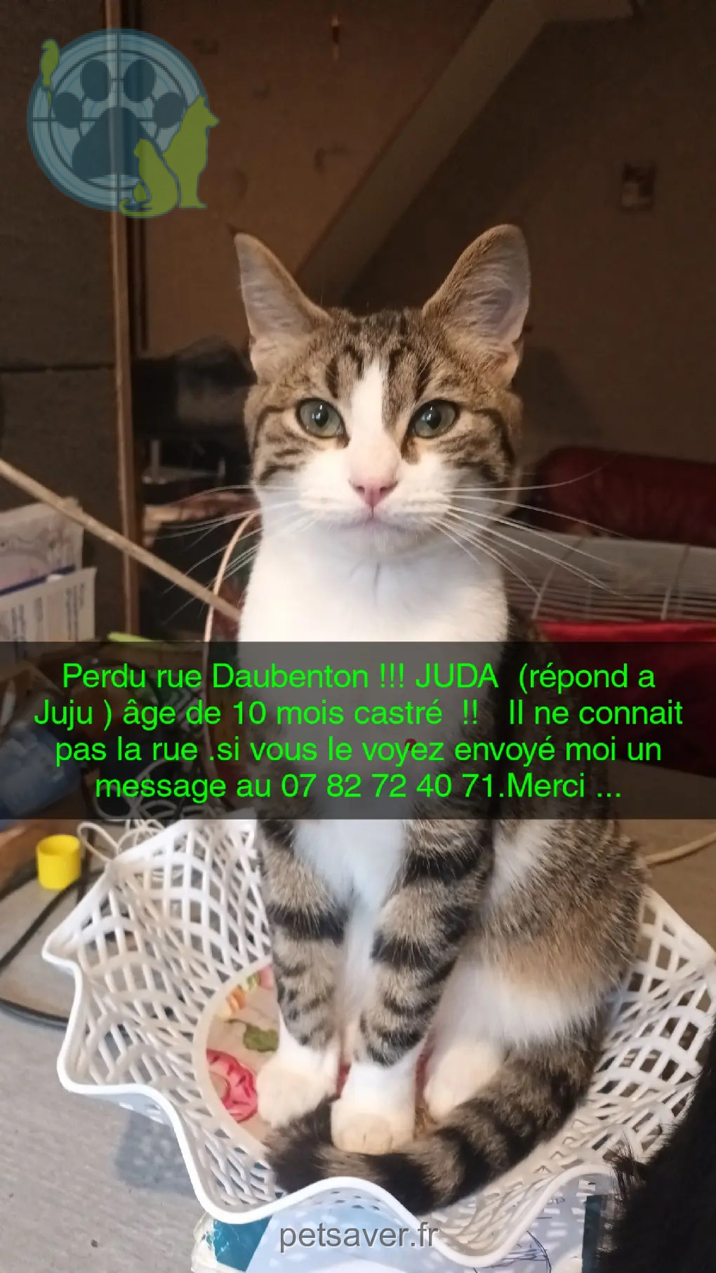 Chat Perdu 59 Nord Chat Perdu 59 Nord