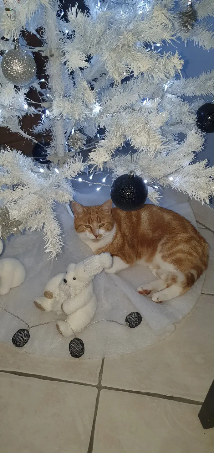 Chat Perdu 60 Oise Chat Perdu 60 Oise