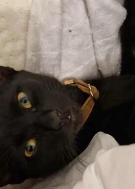 chat lost   60250 Mouy Ace