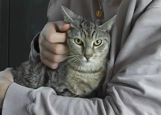 chat lost   60300 Senlis Albus