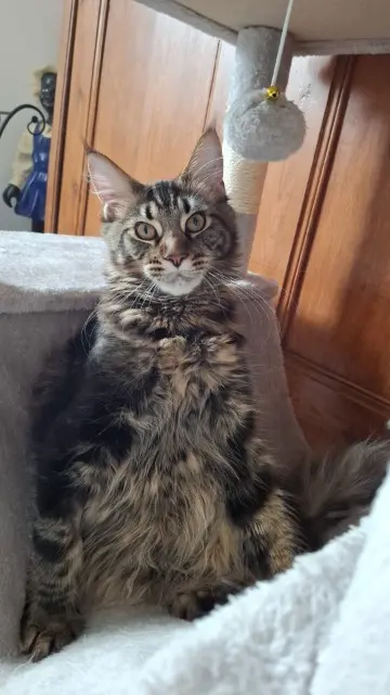 chat lost   60350 Attichy Alpha