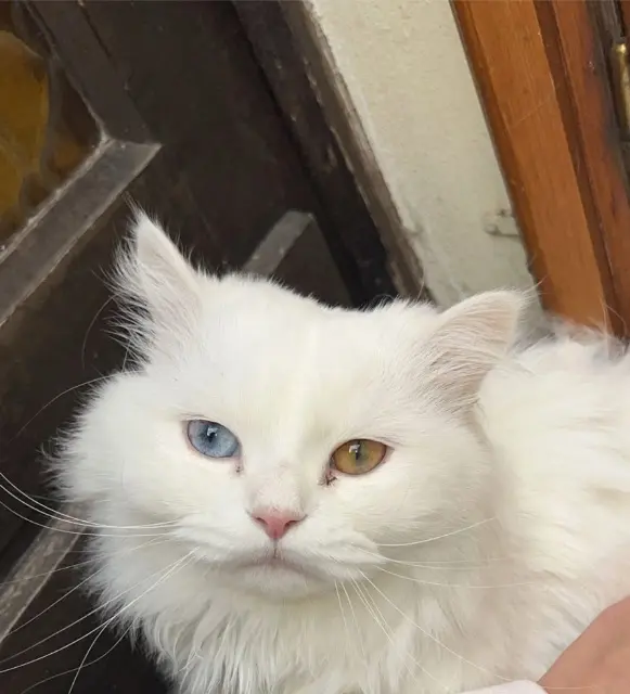 chat lost   60100 Creil Angelo