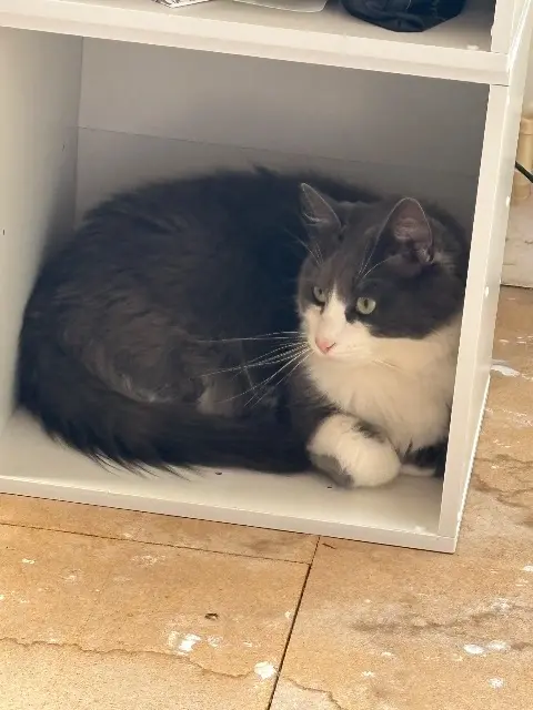 chat lost   60000 Beauvais Aro