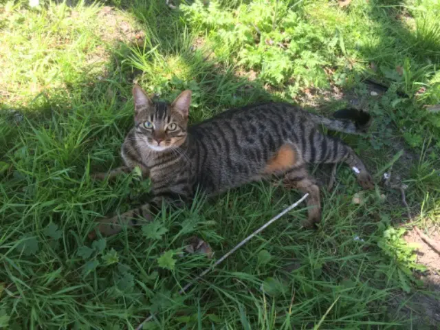 chat lost   60700 Pontpoint Atila