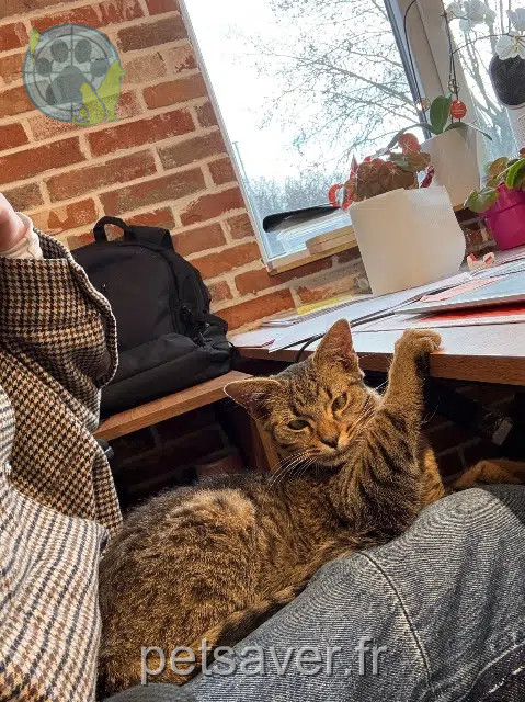 chat lost   60100 Creil Azrael