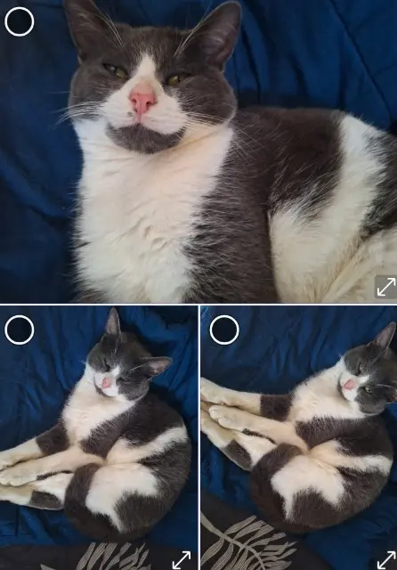 chat lost   60390 Berneuil-en-Bray Bandit