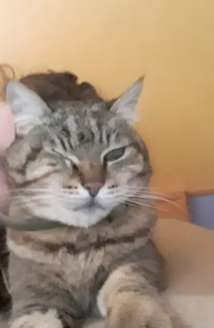 chat lost   60000 Frocourt Baoune