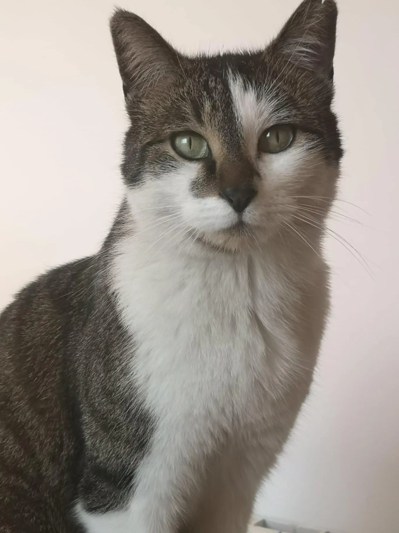 Chat Perdu 60 Oise - Basile Chat Perdu 60 Oise - Basile