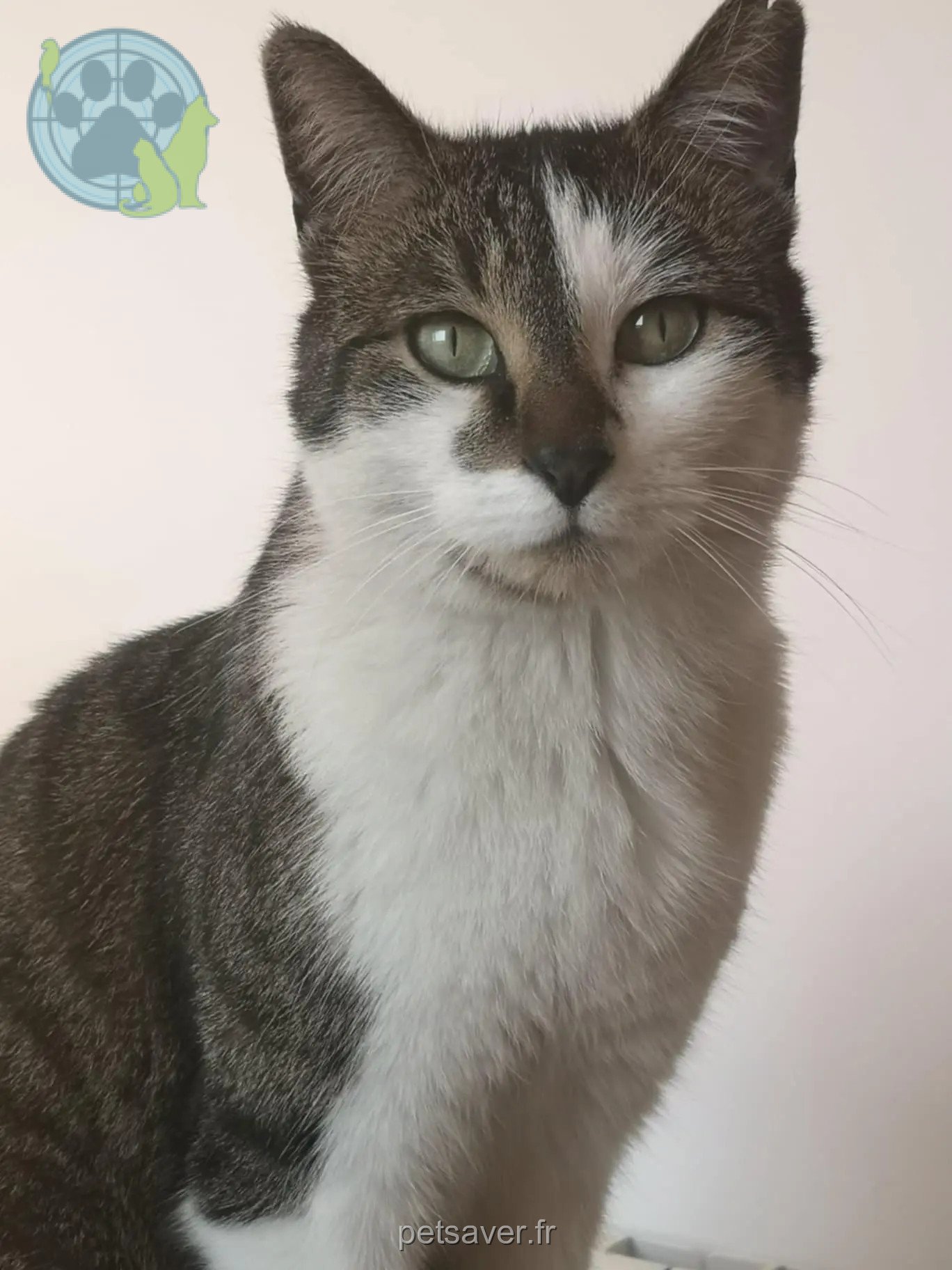 Chat Perdu 60 Oise - Basile Chat Perdu 60 Oise - Basile