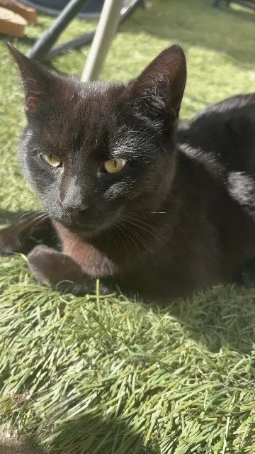 chat lost   60530 Fresnoy-en-Thelle Berlin