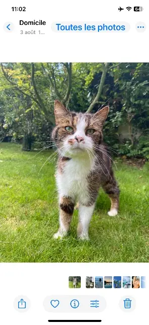 chat lost   60530 Le Mesnil-en-Thelle Bibou
