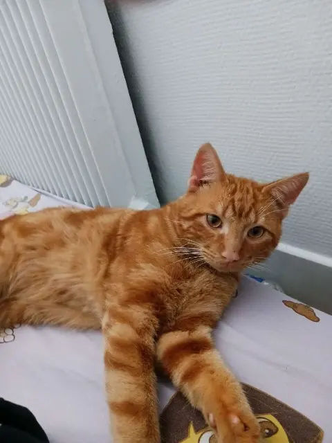 chat lost   60290 Cauffry Booba