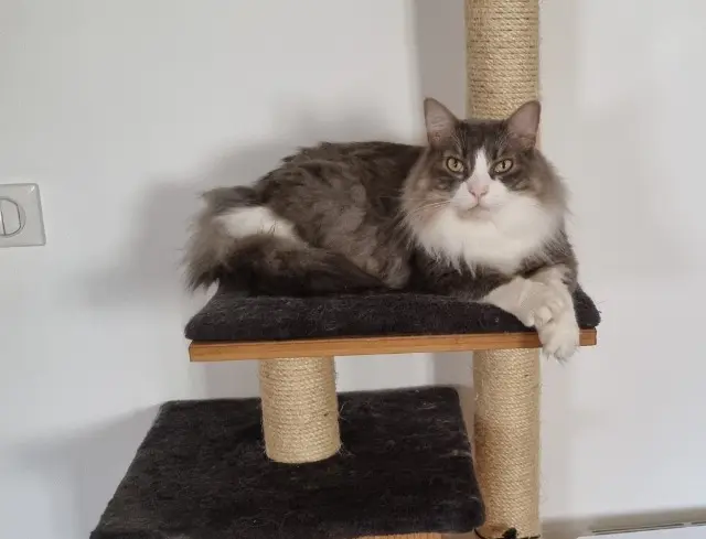 chat lost   60280 Margny-lès-Compiègne Boule