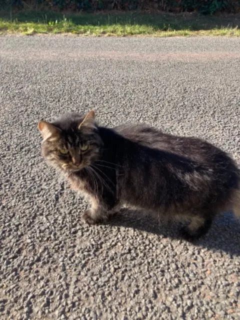 chat lost   60400 Cuts Bulle