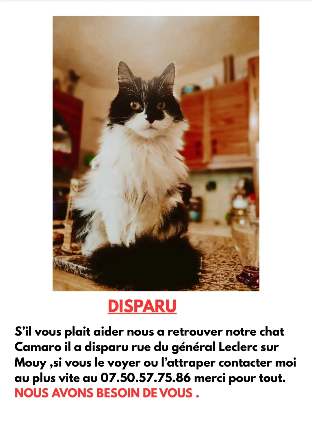 Chat Perdu 60 Oise - Camaro Chat Perdu 60 Oise - Camaro