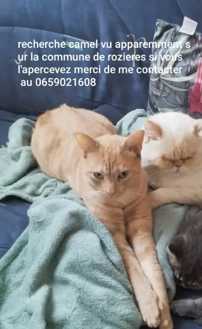 chat lost   60440 Versigny Camel