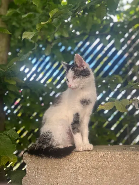 chat lost   60440 Nanteuil-le-Haudouin Chachou