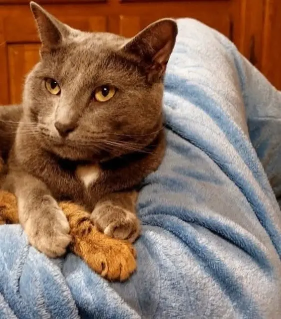 chat lost   60130 Valescourt Charles