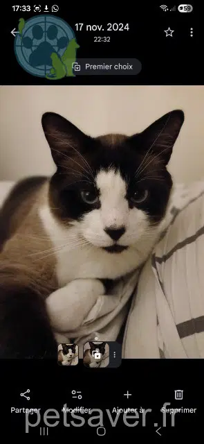 kater vermist 60240 Chaumont-en-Vexin Cheesecake kater lost 60240 Chaumont-en-Vexin Cheesecake