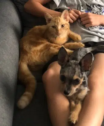 chat lost   60480 Le Quesnel-Aubry Cookie