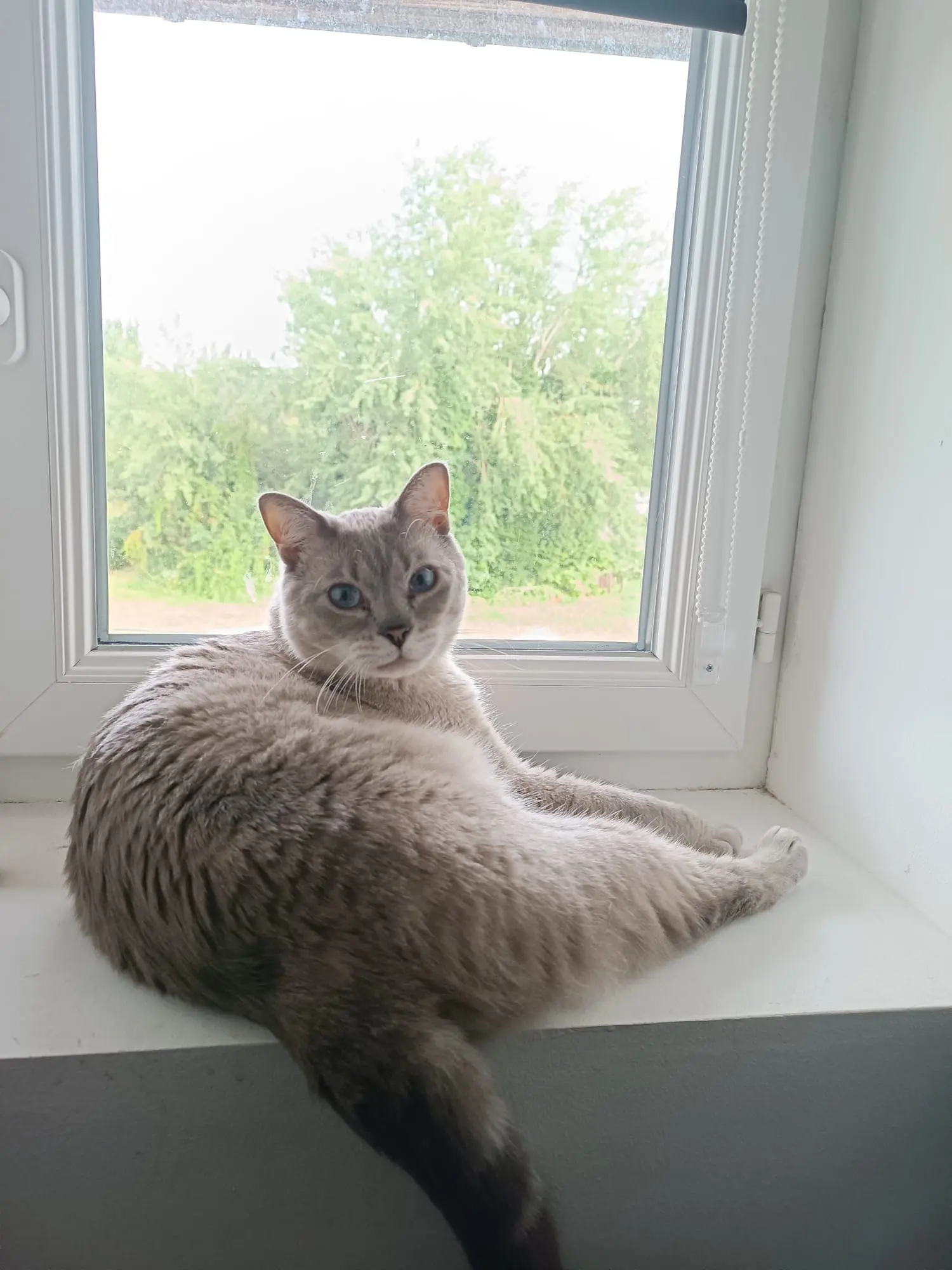 Chat Perdu 60 Oise Chat Perdu 60 Oise